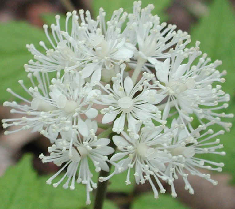 White Baneberry (Actaea pachypoda) - 07a