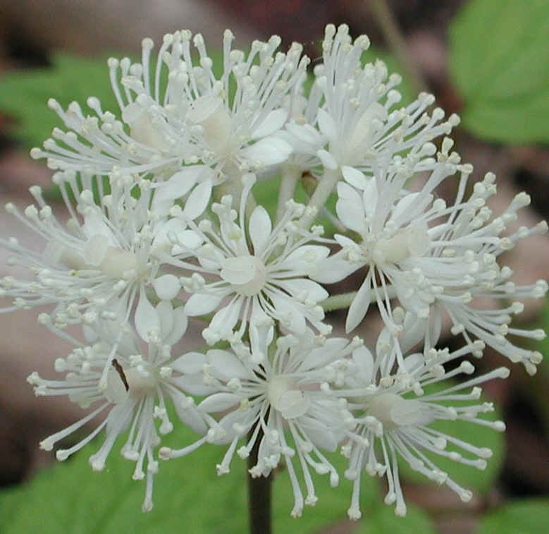 White Baneberry (Actaea pachypoda) - 08a