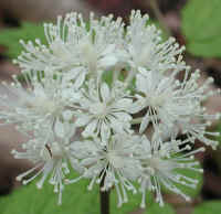 Baneberry, White (Actaea pachypoda) - 08a