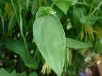Bellwort, Perfoliate - Uvularia perfoliata - 01