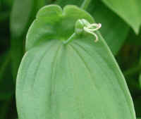 Bellwort, Perfoliate - Uvularia perfoliata - 01a