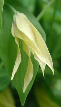 Bellwort, Perfoliate - Uvularia perfoliata - 02a