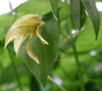 Bellwort, Perfoliate