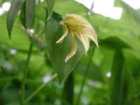 Bellwort, Perfoliate - Uvularia perfoliata - 03