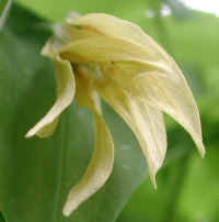 Bellwort, Perfoliate - Uvularia perfoliata - 03a