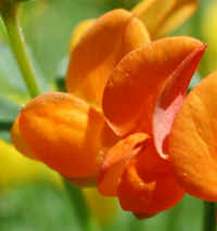 Birdsfoot Trefoil, Orange (Lotus corniculatus) - 03