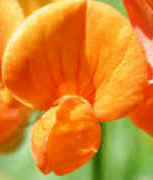 Birdsfoot Trefoil, Orange (Lotus corniculatus)