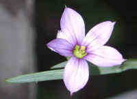 Blue-eyed Grass (Sisyrinchium angustifolium) - 01