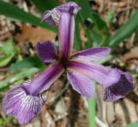 Blue Flag Iris (Iris versicolor) - 01