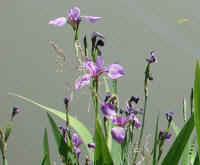Blue Flag Iris (Iris versicolor) - 09a