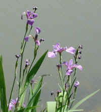 Blue Flag Iris (Iris versicolor) - 09b