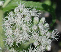 Boneset (Eupatorium perfoliatum) - 04