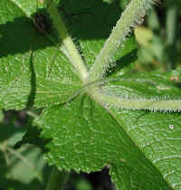 Boneset (Eupatorium perfoliatum) - 06