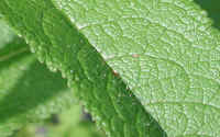 Boneset (Eupatorium perfoliatum) - 07b