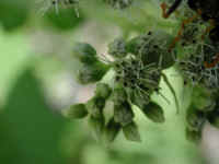 Boneset (Eupatorium perfoliatum) - 10