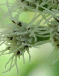Boneset (Eupatorium perfoliatum) - 11
