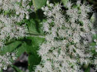 Boneset (Eupatorium perfoliatum) - 12