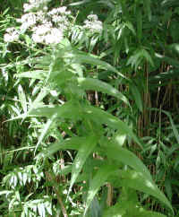 Boneset (Eupatorium perfoliatum) - 17