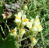 Butter and Eggs (Linaria vulgaris) - 05a