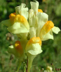 Butter and Eggs (Linaria vulgaris) - 08