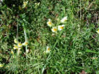 Butter and Eggs (Linaria vulgaris) - 01