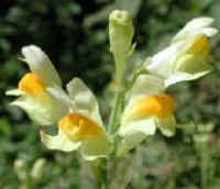 Butter and Eggs (Linaria vulgaris) - 02