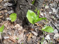 Canada Mayflower (Maianthemum canadense) - 11