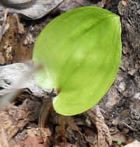 Canada Mayflower (Maianthemum canadense) - 11a
