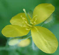 Celandine (Chelidonium majus) - 09