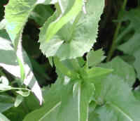 Chicory (Cichorium intybus) - 08a