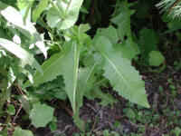 Chicory (Cichorium intybus) - 09