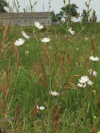 Chicory, White (Cichorium intybus) - 04