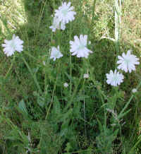 Chicory, White (Cichorium intybus)