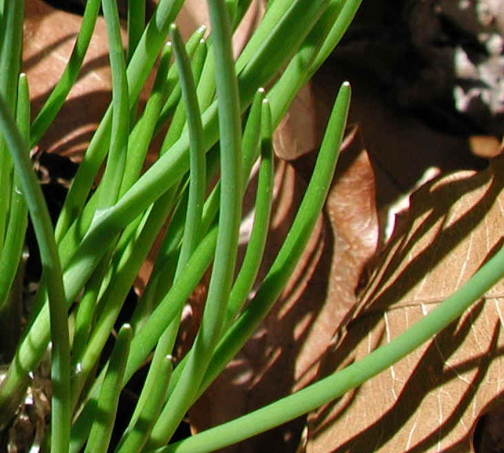 Chives, Wild (Allium schoenoprasum v. sibiricum) - 06a