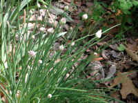 Chives, Wild (Allium schoenoprasum v. sibiricum) - 07