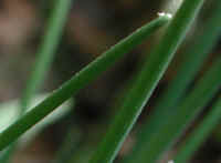 Chives, Wild (Allium schoenoprasum v. sibiricum) - 08a