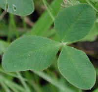Alsike Clover (Trifolium hybridium) - 01a