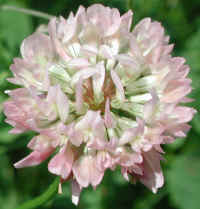 Alsike Clover (Trifolium hybridium) - 03
