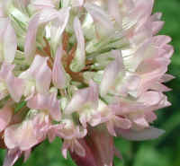 Alsike Clover (Trifolium hybridium) - 04