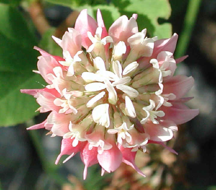 Alsike Clover (Trifolium hybridium) - 05