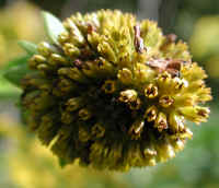 Coneflower, Green-Headed (Rudbeckia laciniata) - 04