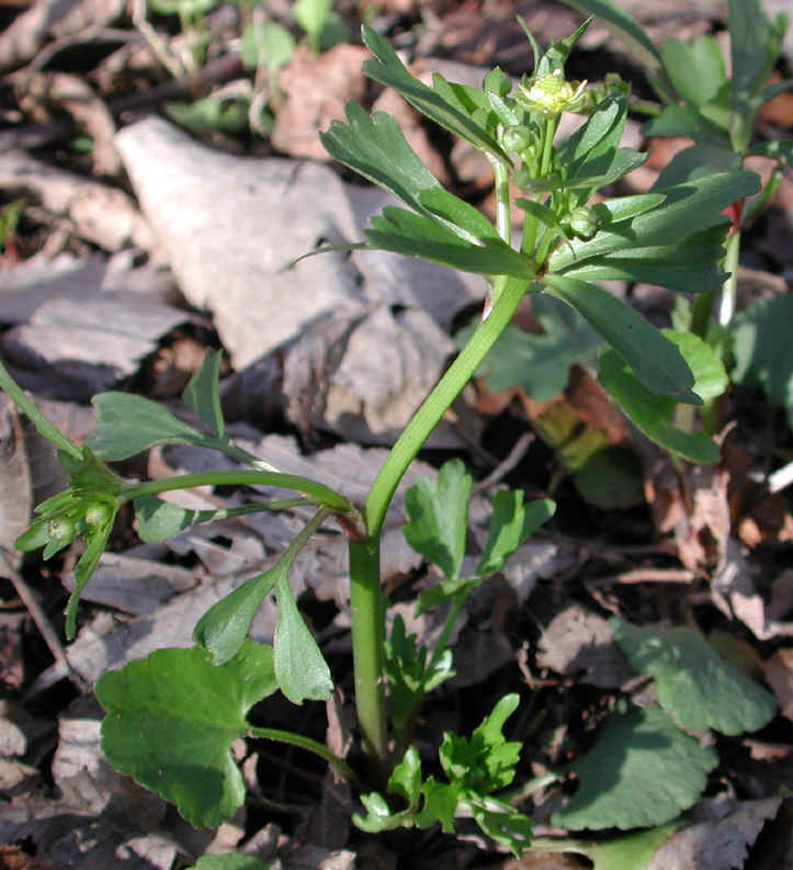 Small-flowered Crowfoot (Ranunculus abortivus) - 01