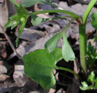 Crowfoot, Small-flowered (Ranunculus abortivus) - 01a