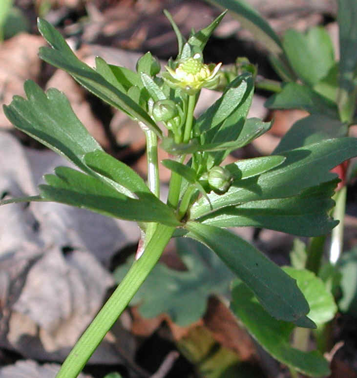 Small-flowered Crowfoot (Ranunculus abortivus) - 01b