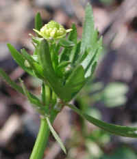 Crowfoot, Small-flowered (Ranunculus abortivus) - 10