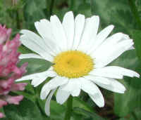 Daisy (Chrysanthemum leucanthemum) - 06a