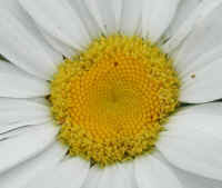 Daisy (Chrysanthemum leucanthemum) - 07a