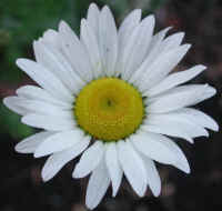 Daisy (Chrysanthemum leucanthemum) - 02