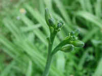 Day Lily (Hemerocallis fulva) - 01