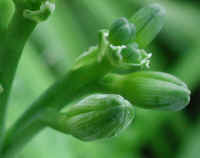 Day Lily (Hemerocallis fulva) - 01b